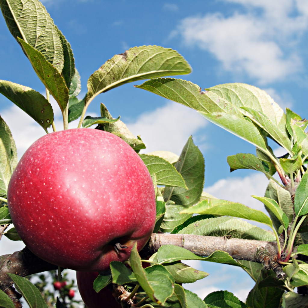 forbidden fruit, apple on tree in heaven